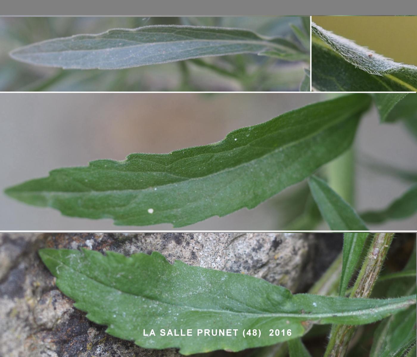 Fleabane, (Sumatran) leaf